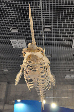 これが「イッカク」の骨格（「大哺乳類展─海のなかまたち」／国立科学博物館 にて）
