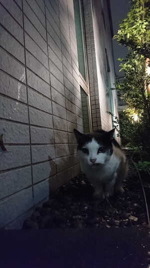 夜のねこ社長1