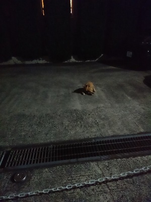 夜の駐車場のチャトラコ